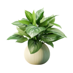 Fresh Plant