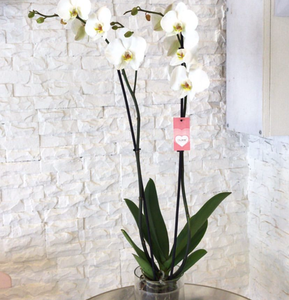 Flower Plant B